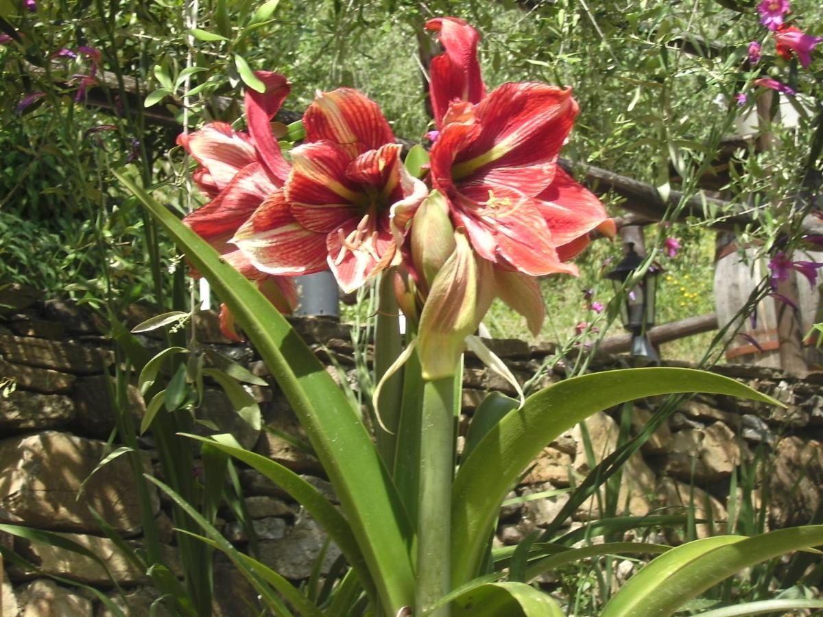 Nostro Rifugio Villa Apricale Dış mekan fotoğraf